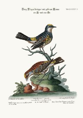 The Golden-crowned Flycatchers, Cock and Hen 1749-73