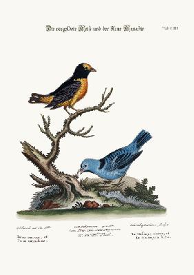 The Golden Tit-mouse, and the Blue Manakin 1749-73