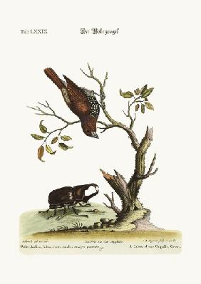 The Gowry Bird 1749-73