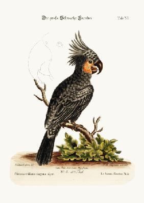 The Great Black Cockatoo 1749-73
