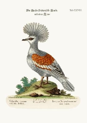 The Great Crowned Indian Pigeon 1749-73
