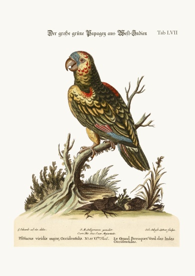 The Great Green Parrot, from the West-Indies von George Edwards