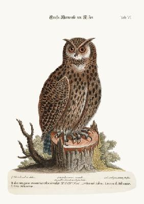 The Great Horned Owl from Athens 1749-73