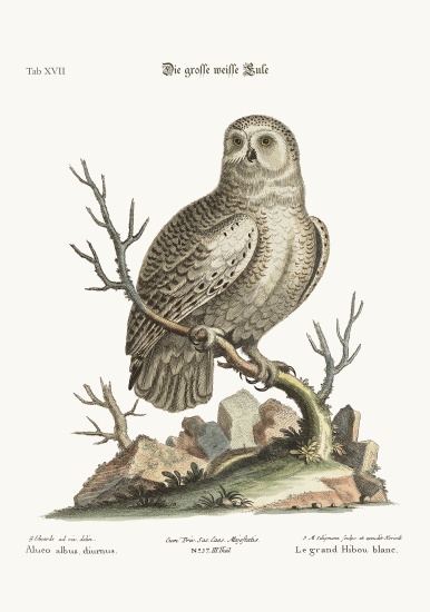 The great White Owl von George Edwards