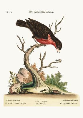 The greater Bullfinch 1749-73