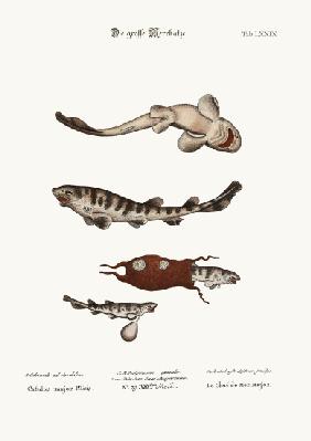The Greater Cat-Fish 1749-73