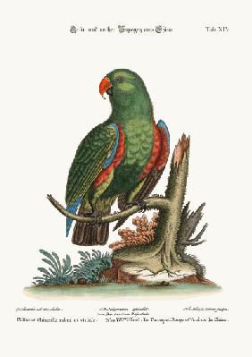 The Green and Red Parrot from China 1749-73