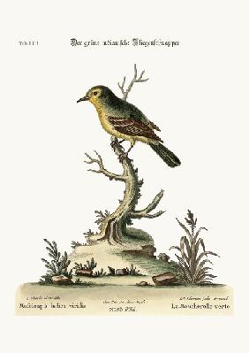 The green Indian Flycatcher 1749-73
