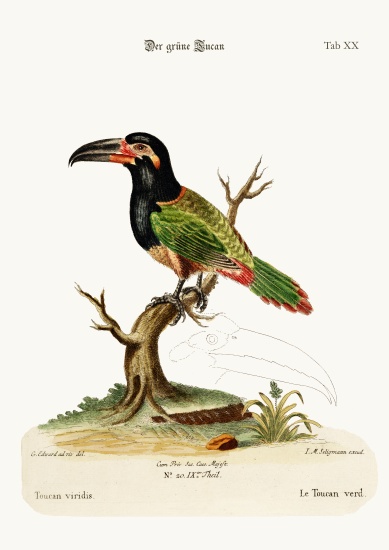 The Green Toucan von George Edwards