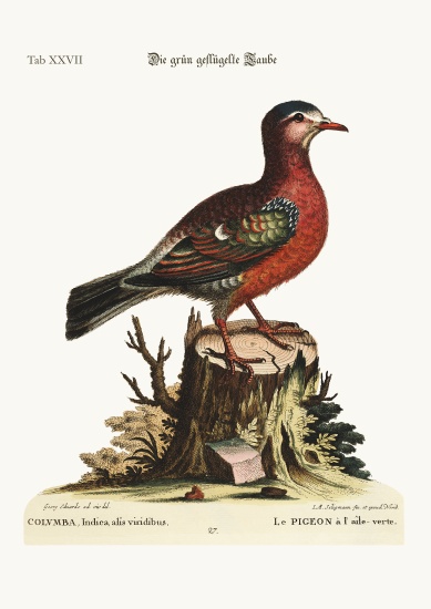 The green-winged Dove von George Edwards