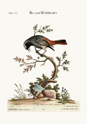 The grey Redstart 1749-73