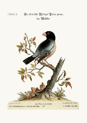 The Hen Padda or Rice-Bird 1749-73