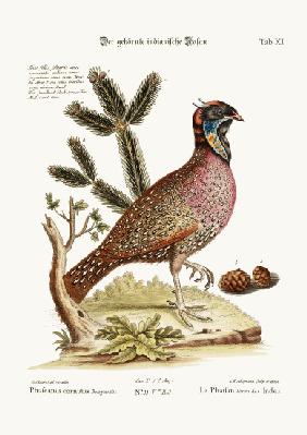 The horned Indian Pheasant 1749-73