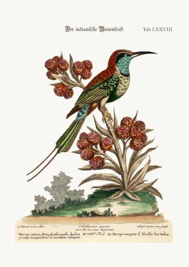 The Indian Bee-Eater von George Edwards