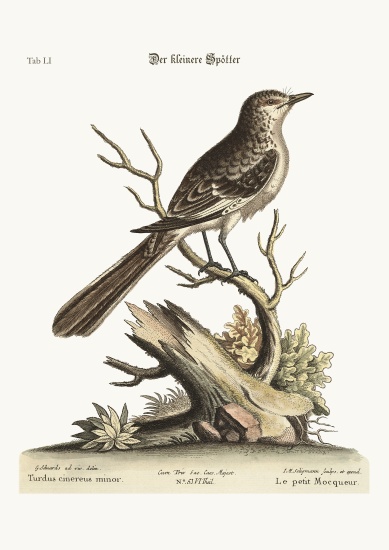 The lesser Mock-Bird von George Edwards