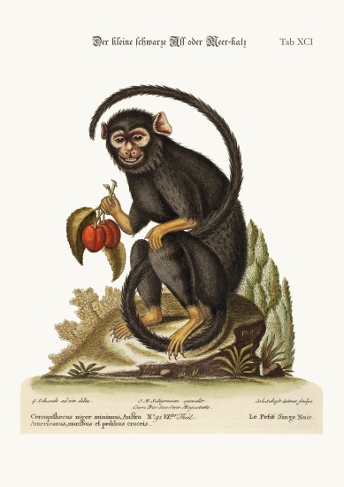 The little Black Monkey von George Edwards