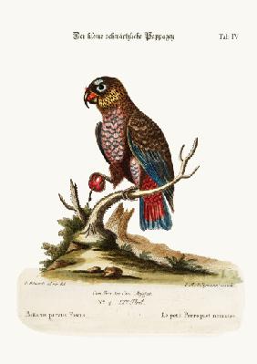 The Little Dusky Parrot 1749-73
