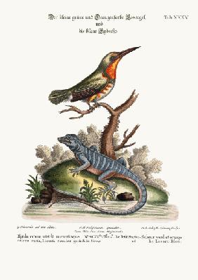 The little Green and Orange-coloured King-Fisher and the Blue Lizard 1749-73