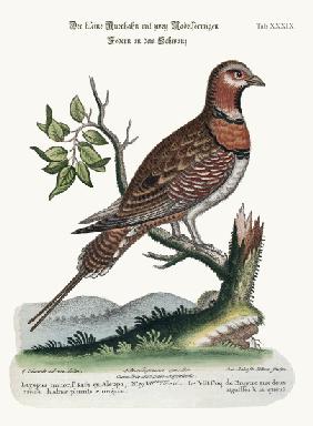 The little Pin-tailed Grous 1749-73