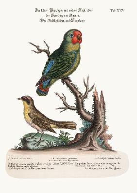The little Red-headed Parrakeet or Guiney Sparrow and the Maryland Yellow-Throat 1749-73