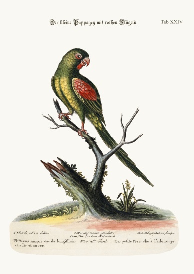 The little Red-winged Parrakeet von George Edwards