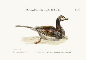 The Long-tailed Duck from Hudson's Bay 1749-73