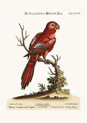 The Long-tailed Scarlet Lory 1749-73