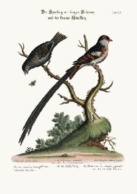 The Long-tailed Sparrow, and the Dusky Linnet 1749-73