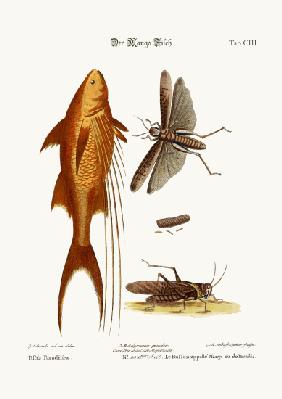The Mango-Fish. The Great Brown Locust 1749-73