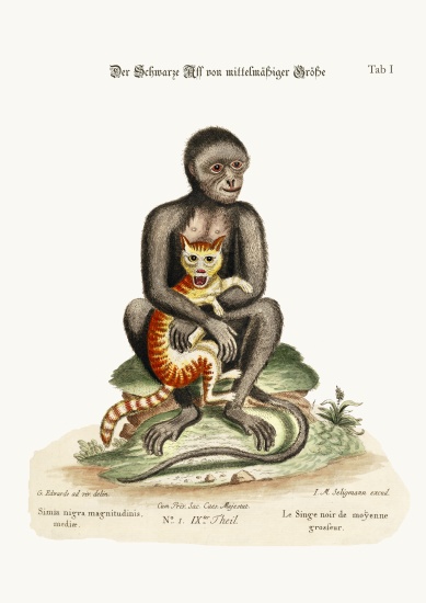 The Middle-sized Black Monkey von George Edwards