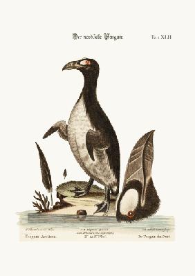 The Northern Penguin 1749-73