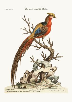 The painted Pheasant from China 1749-73
