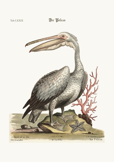The Pelican von George Edwards