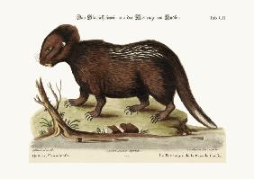The Porcupine from Hudson's Bay 1749-73