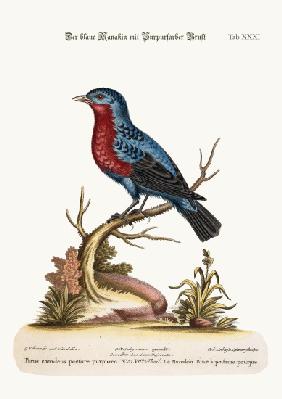 The Purple-breasted Blue Manakin 1749-73