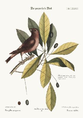 The purple Finch 1749-73