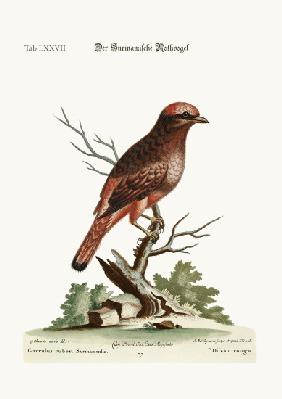 The Red Bird from Surinam 1749-73