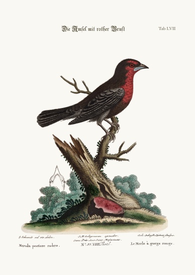 The Red-breasted Black-Bird von George Edwards