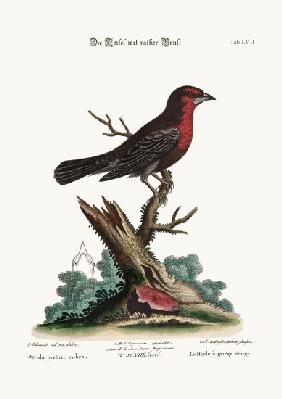 The Red-breasted Black-Bird 1749-73