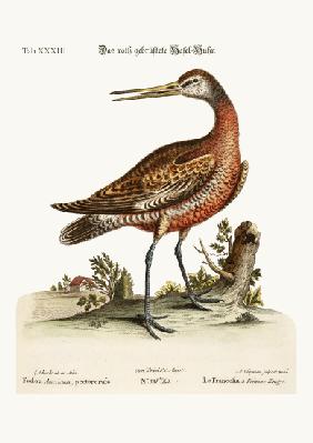 The Red-breasted Godwit 1749-73