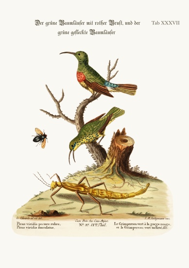 The Red-breasted Green Creeper, and the Spotted Green Creeper von George Edwards