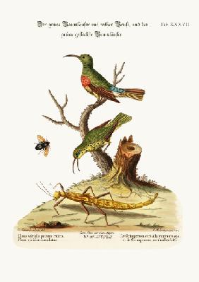 The Red-breasted Green Creeper, and the Spotted Green Creeper 1749-73