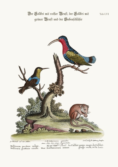 The Red-breasted Hummingbird, the Green-throated Hummingbird, and the Dormouse von George Edwards