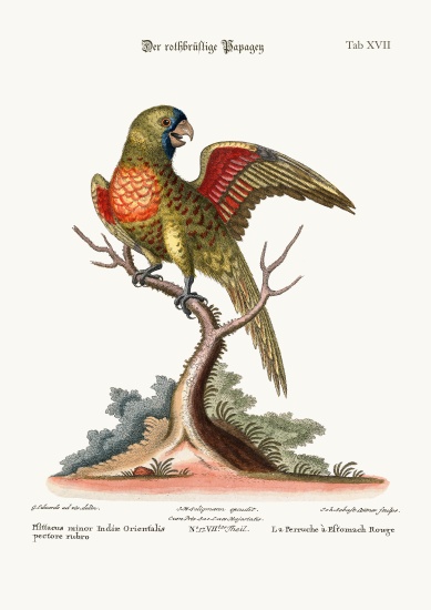 The Red-breasted Parrakeet von George Edwards