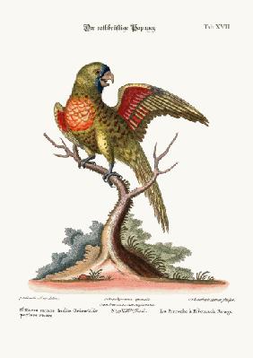The Red-breasted Parrakeet 1749-73