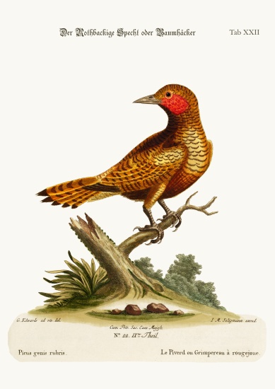 The Red-cheeked Woodpecker von George Edwards
