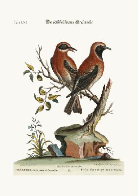 The red or russet-coloured Wheat-Ear 1749-73