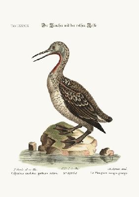 The red-throated Ducker or Loon 1749-73