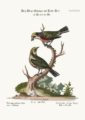 The Red-throated Flycatchers, Cock and Hen 1749-73