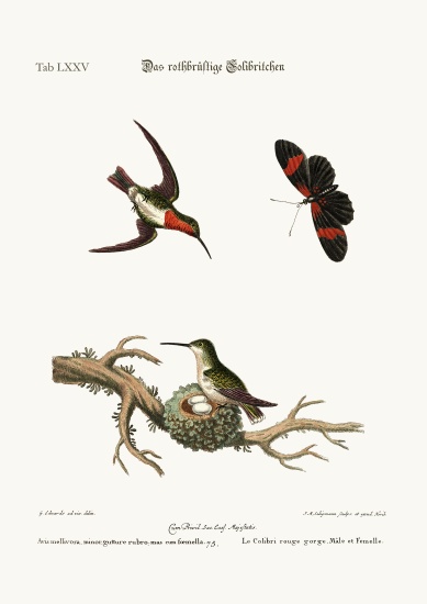 The red-throated Hummingbird von George Edwards